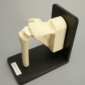 Shoulder with Stand, Foam Cortical, Left