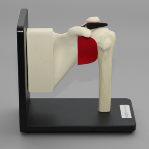 Shoulder Assembly on Stand with Replaceable Parts, Foam Cortical