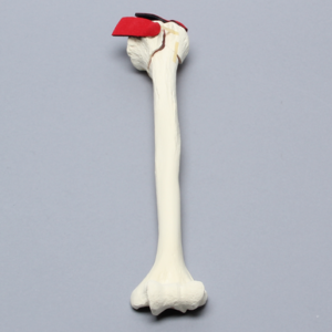 Humerus with Three-Part Head Fracture and Tendon, Foam Cortical