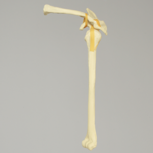 Shoulder, Articulated, Foam Cortical, Left