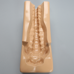 Spine Holder, T7-Sacrum with Iliac Crests