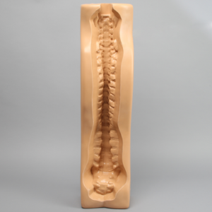 Spine Holder, Posterior C1-Sacrum