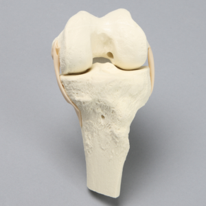 Knee, ACL Demonstrator, Solid Foam