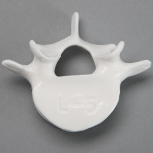 Vertebra, L5, Solid White Plastic