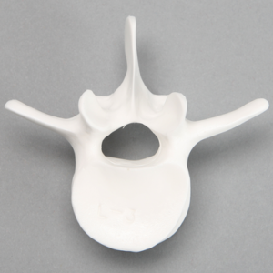 Vertebra, L3, Solid White Plastic