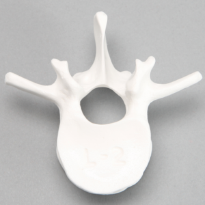 Vertebra, L2, Solid White Plastic