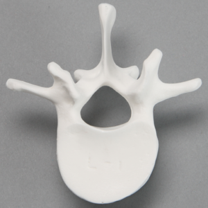 Vertebra, L1, Solid White Plastic