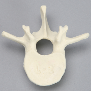 Vertebra, L2, Foam Cortical