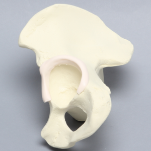 Hemi Pelvis with Labrum and Vise Attachment, Foam Cortical, Left