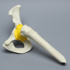 Hemi Pelvis with Encapsulated Femur, Foam Cortical, Left