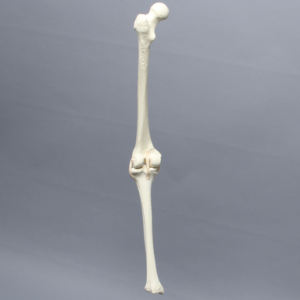 Knee with Three Stretch Tube Ligaments, Full Length