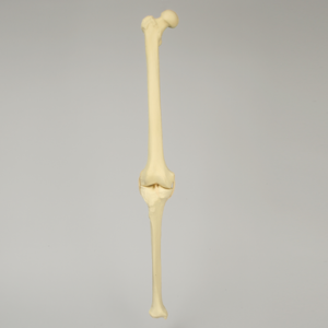 Knee with Four Stretch Tube Ligaments, Full Length, Right