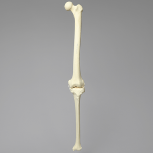 Knee with Three Stretch Cord Ligaments, Solid Foam, Full Length