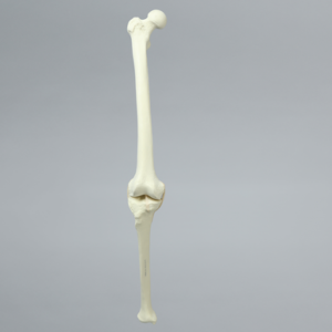 Knee with Four Stretch Tube Ligaments, Solid Foam, Full Length