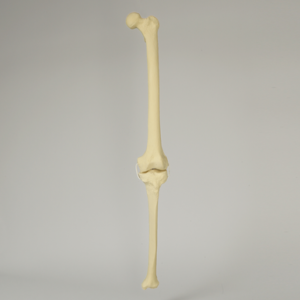 Knee with Three Non-Stretch Ligaments, Full Length, Large