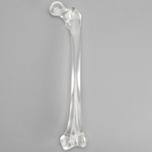 Femur without Canal, Pediatric, Solid Clear Plastic