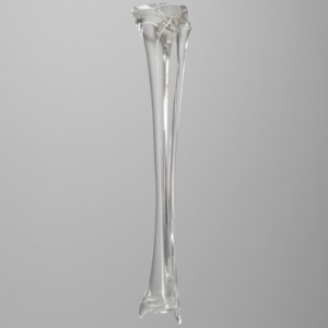 Tibia and Fibula without Canal, Solid Clear Plastic, Pediatric